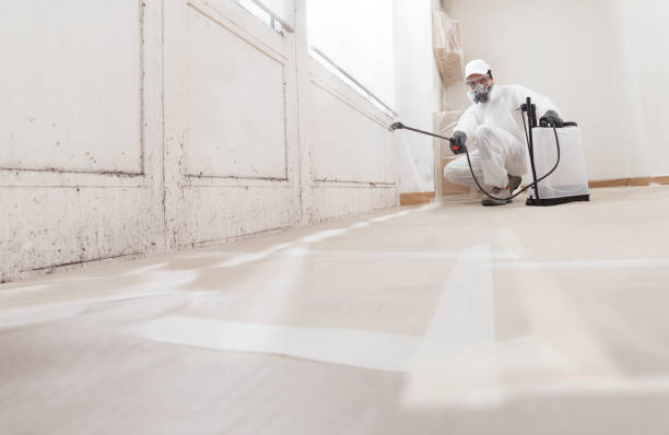 Black mold remediation team in Lewisville