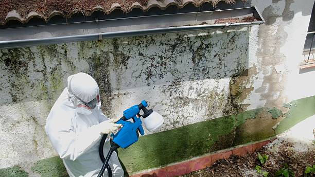 Mold Remediation service in Lewisville, Lewisville, TX